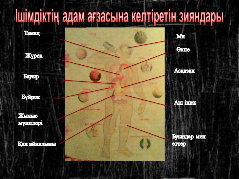 Ішімдіктің адам ағзасына келтіретін зияндары Ми Өкпе Асқазан Аш ішек Буындар мен  еттер